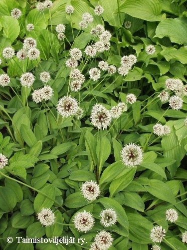 Allium ochotense, ohotanlaukka